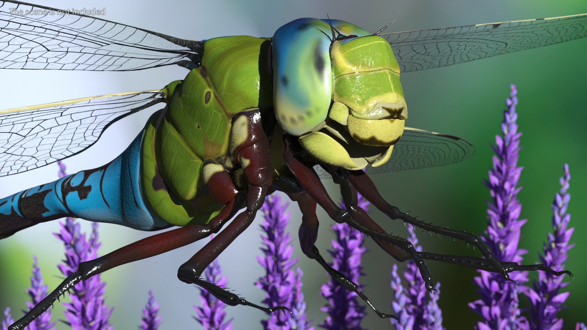 Dragonfly model https://p.turbosquid.com/ts-thumb/r6/P5uqoR/AJ/dragonflyc4dmodel005/jpg/1667344950/1920x1080/fit_q87/feb79b1a33a5a98d51a200fb505ce187b1546f63/dragonflyc4dmodel005.jpg