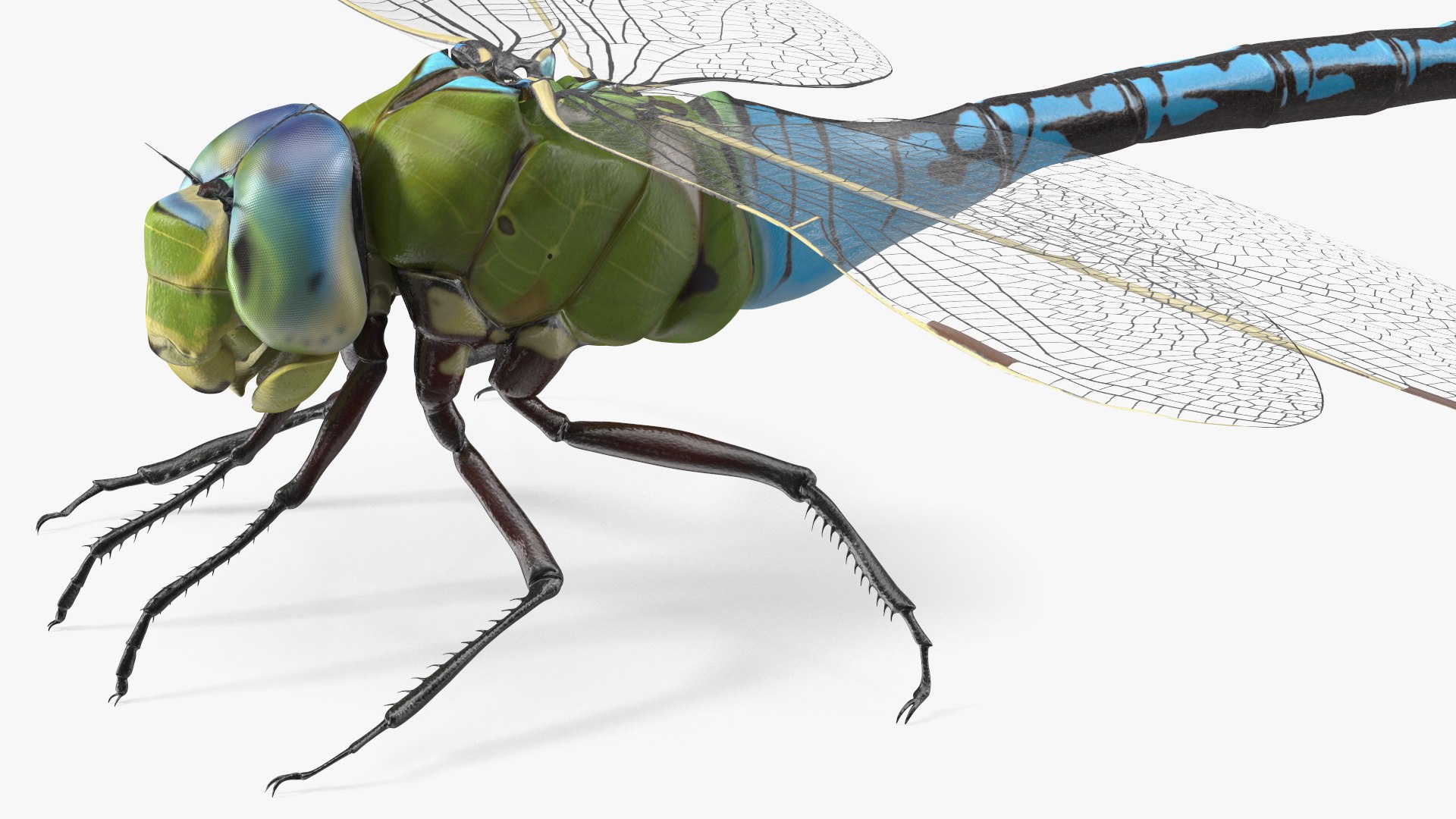Dragonfly model https://p.turbosquid.com/ts-thumb/r6/P5uqoR/E5/dragonflyc4dmodel016/jpg/1667344991/1920x1080/fit_q87/85ada289950936bf5f4a2574fe0bcca4a146c555/dragonflyc4dmodel016.jpg