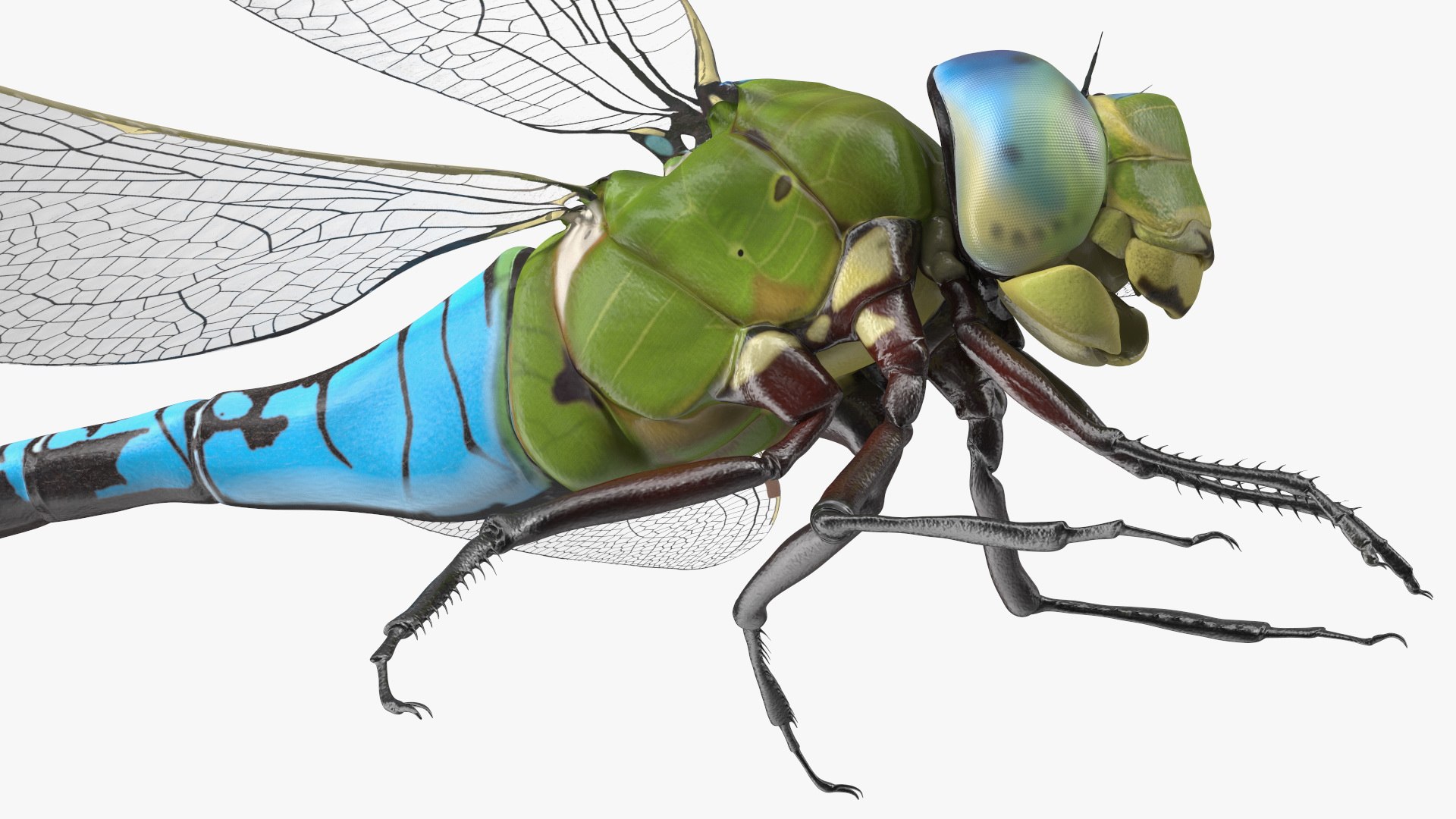 Dragonfly model https://p.turbosquid.com/ts-thumb/r6/P5uqoR/E5/dragonflyc4dmodel017/jpg/1667344994/1920x1080/fit_q87/15f8b564c06f27633b55c75ec27532f8e40fc633/dragonflyc4dmodel017.jpg