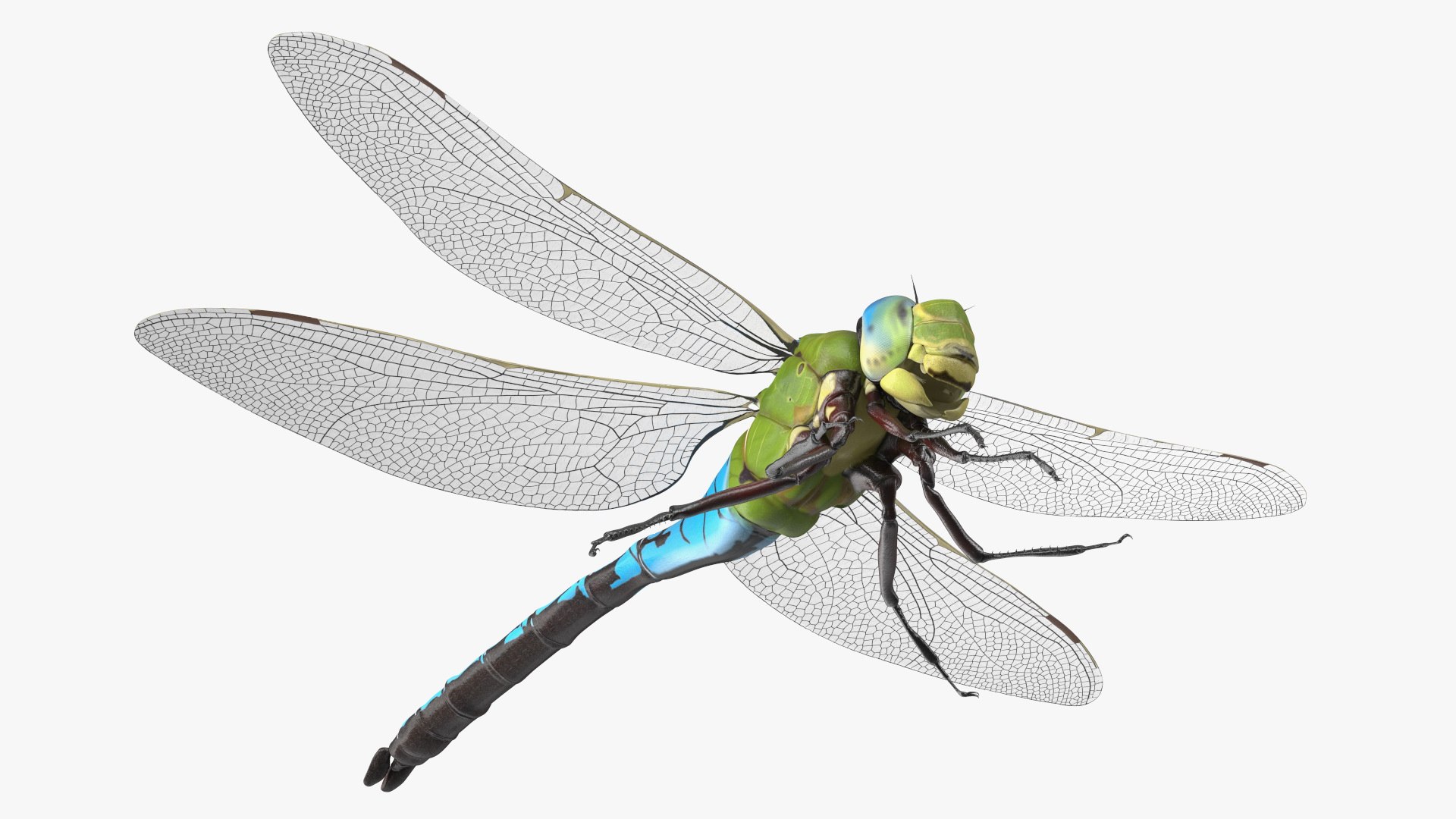 Dragonfly model https://p.turbosquid.com/ts-thumb/r6/P5uqoR/Ir/dragonflyc4dmodel014/jpg/1667344983/1920x1080/fit_q87/8ad293fb2f5f1be009ee5c3ce0fb0e49029ca3fd/dragonflyc4dmodel014.jpg