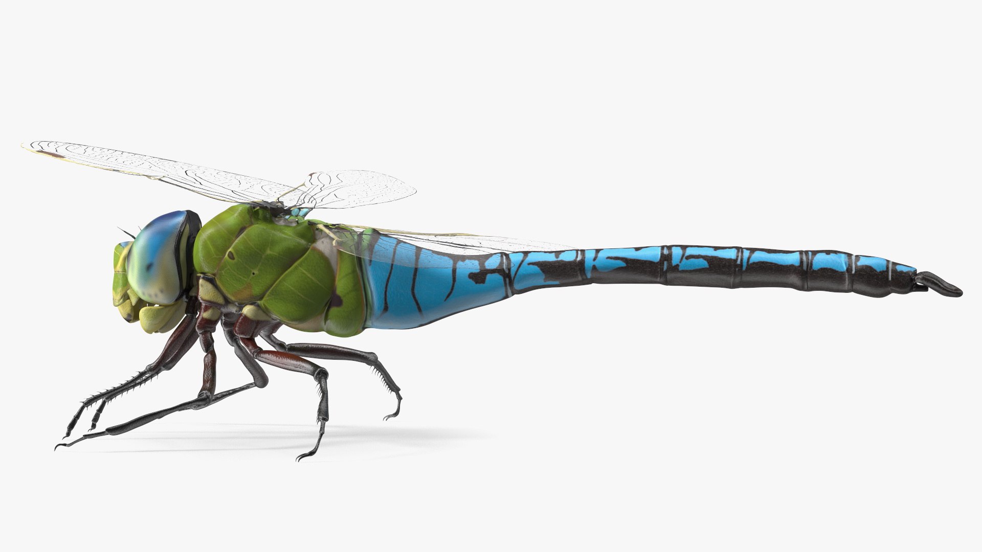 Dragonfly model https://p.turbosquid.com/ts-thumb/r6/P5uqoR/Qh/dragonflyc4dmodel011/jpg/1667344971/1920x1080/fit_q87/bb3f67f471474107523a895cd6e7695770992f8b/dragonflyc4dmodel011.jpg