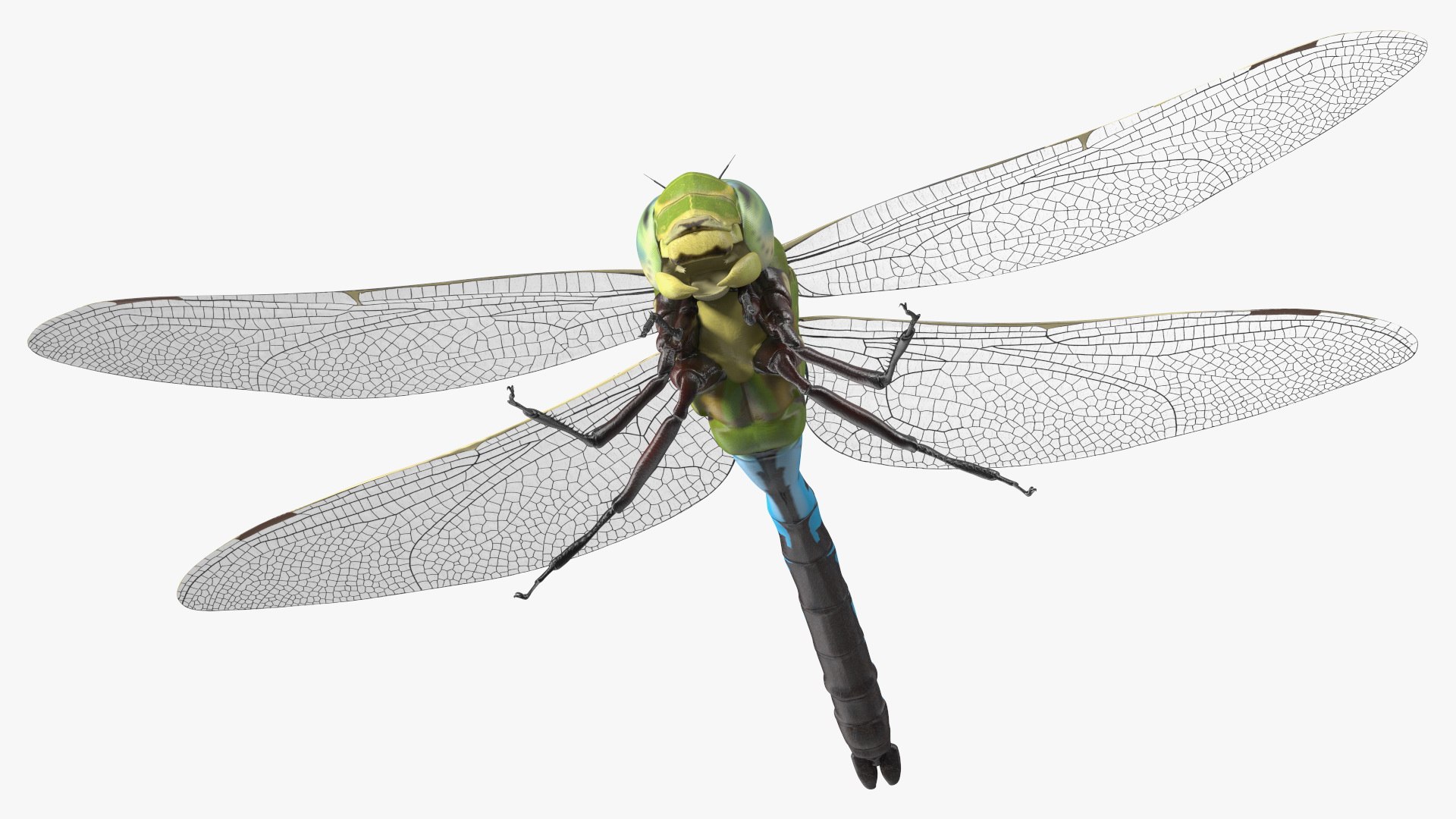 Dragonfly model https://p.turbosquid.com/ts-thumb/r6/P5uqoR/lr/dragonflyc4dmodel015/jpg/1667344987/1920x1080/fit_q87/24ae5d02a4402eb2bd77a0992e0bc7b358540db9/dragonflyc4dmodel015.jpg