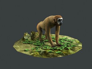 gibbons apes omnivores 3D model