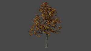 Oak tree 7