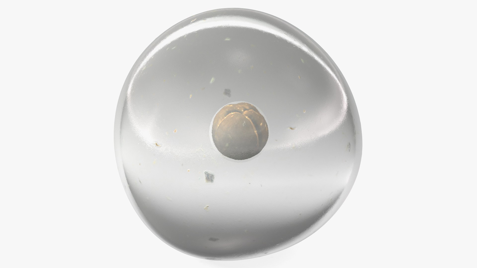 Frog Egg 3D model preview