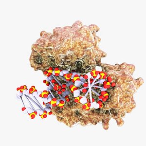 dna polymerase protein 3d max