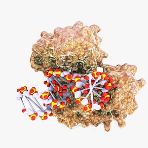 DNA Polymerase Protein