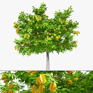 3D Model Starfruit Tree