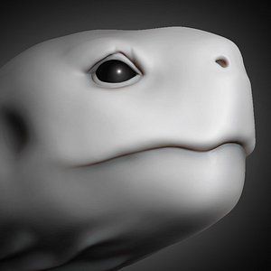 tortoise head animal 2019 3D