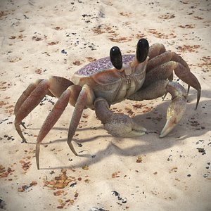 Ghost Crab Crustacean Moving Pose Pink Beige 3D model