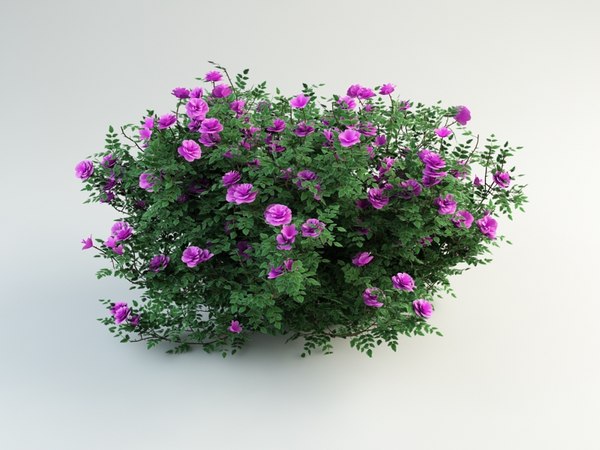 modelo 3d Burnet Rose, Rosa pimpinellifolia (1) - TurboSquid 598765