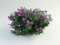 Burnet Rose, Rosa pimpinellifolia(1)