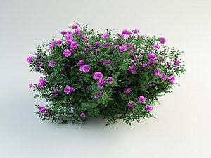 Burnet Rose, Rosa pimpinellifolia(1)