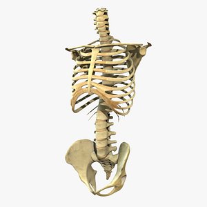 3d skeleton torso rigged