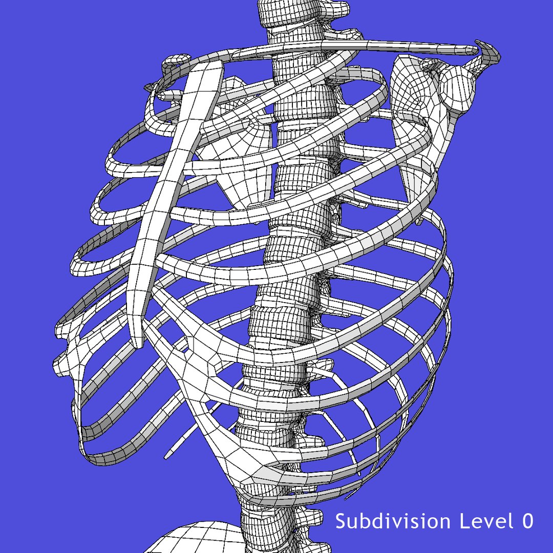3d Skeleton Torso Rigged