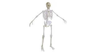 human 3D model