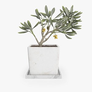 Olive Plant In Square Pot 3D model