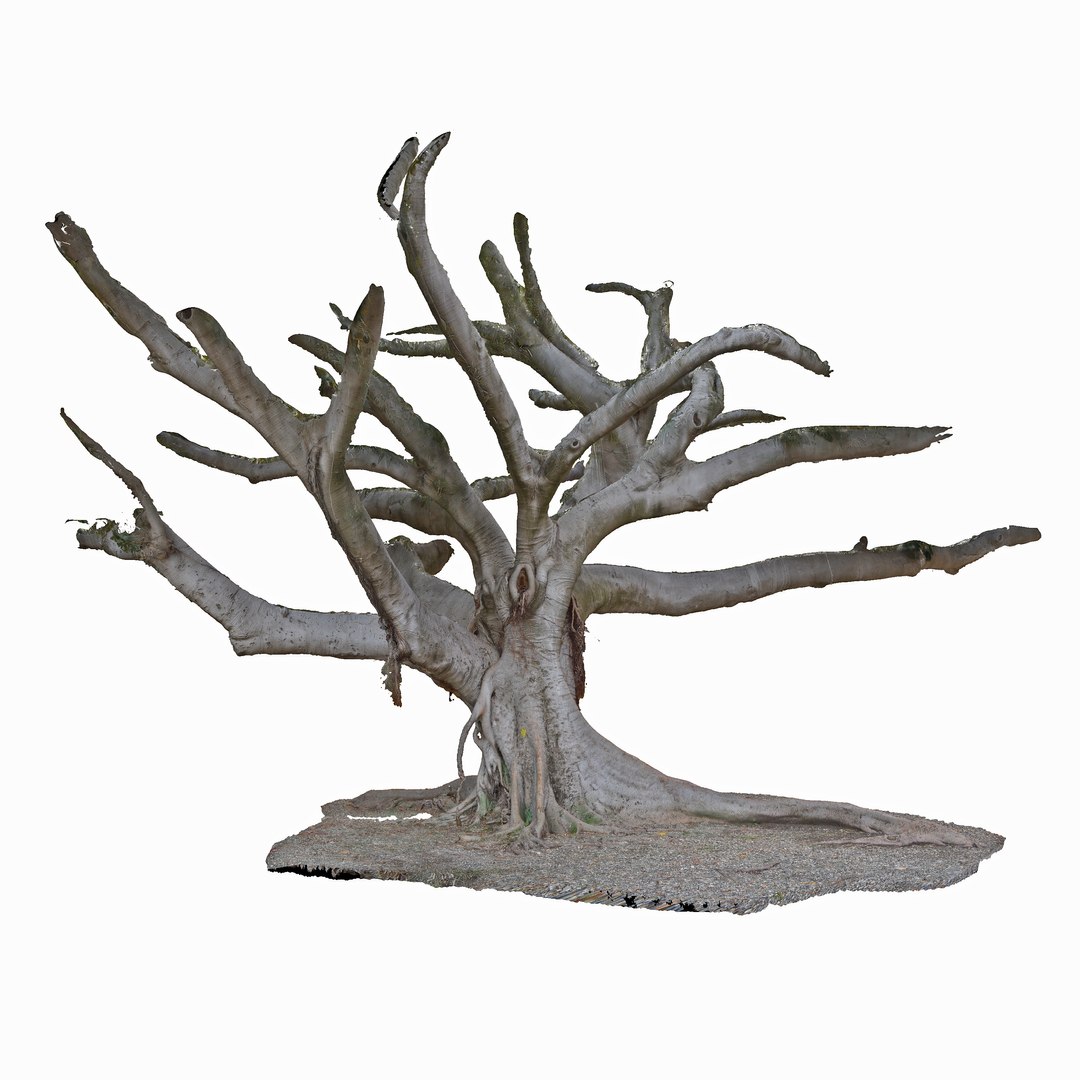20 TREES BUNDLE of SCANS DAMAGED TREES 3D MODELS COLLECTION 3D model ...