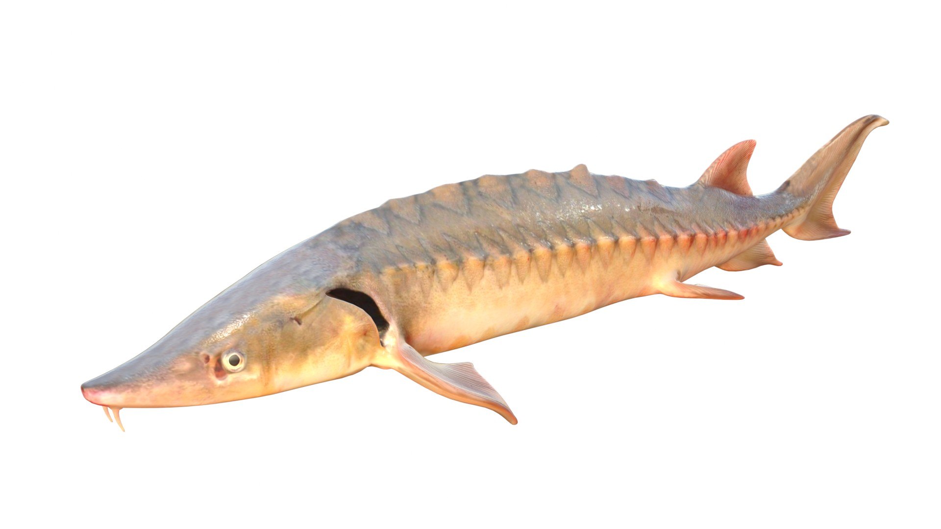 3D 50 Fish Sea Creatures Collection https://p.turbosquid.com/ts-thumb/r7/mBWy4X/kK/1/jpg/1767975226/1920x1080/fit_q87/3608213c2f3e9f8ef7b2f22089b241f99984ad4b/1.jpg
