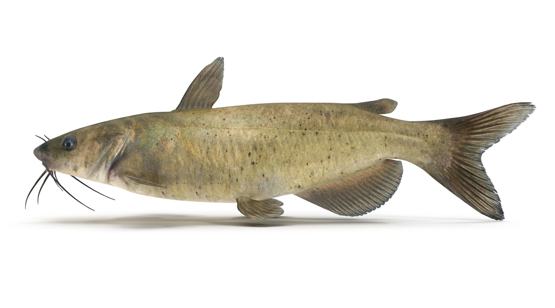 Channel Catfish 3d Obj