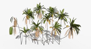 Coconut Palm Trees Asset 2