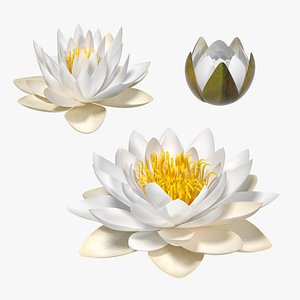 3D European White Water Lily Nymphaea Alba Kit