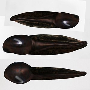 3D Rigged Tadpole