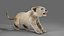 Fur Lion Cub Rigged i animacja