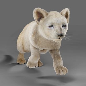 3D Fur Lion Cub Rigged and Animation