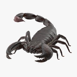3d scorpion -
