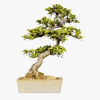Satsuki Hanazono Bonsai Tree Remastered