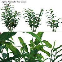 Alpinia Purpurata - Red Ginger