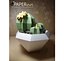 Cactus dans un vase