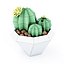 Cactus dans un vase