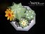 Cactus dans un vase
