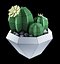 Cactus dans un vase