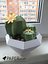 Cactus dans un vase