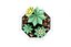 Cactus dans un vase