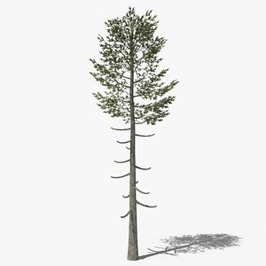 Pine v6 3D model