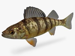 ma perca flavescens yellow perch