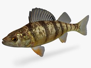 Perca flavescens Yellow Perch