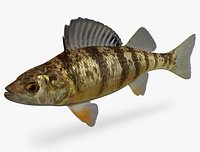Perca flavescens Yellow Perch