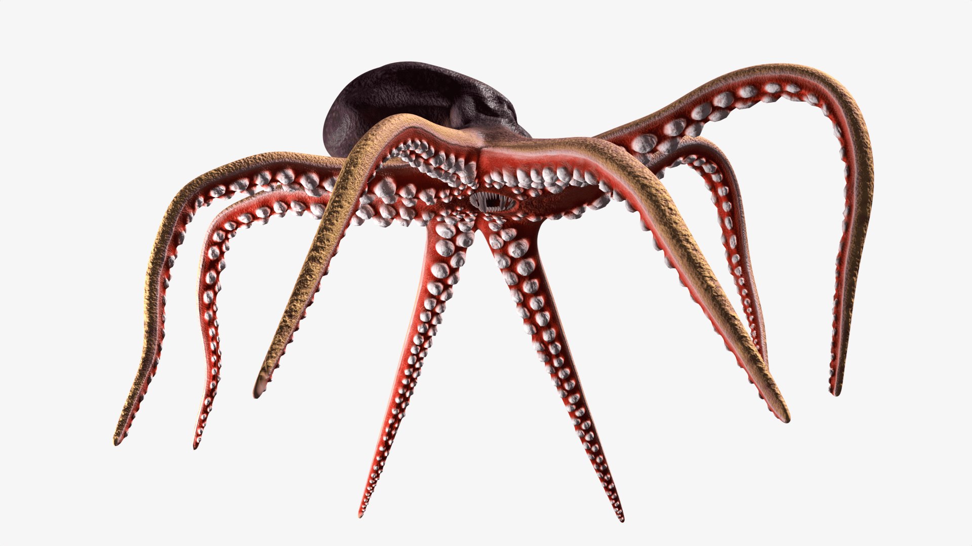 Stylized Octopus 3D - TurboSquid 2267087