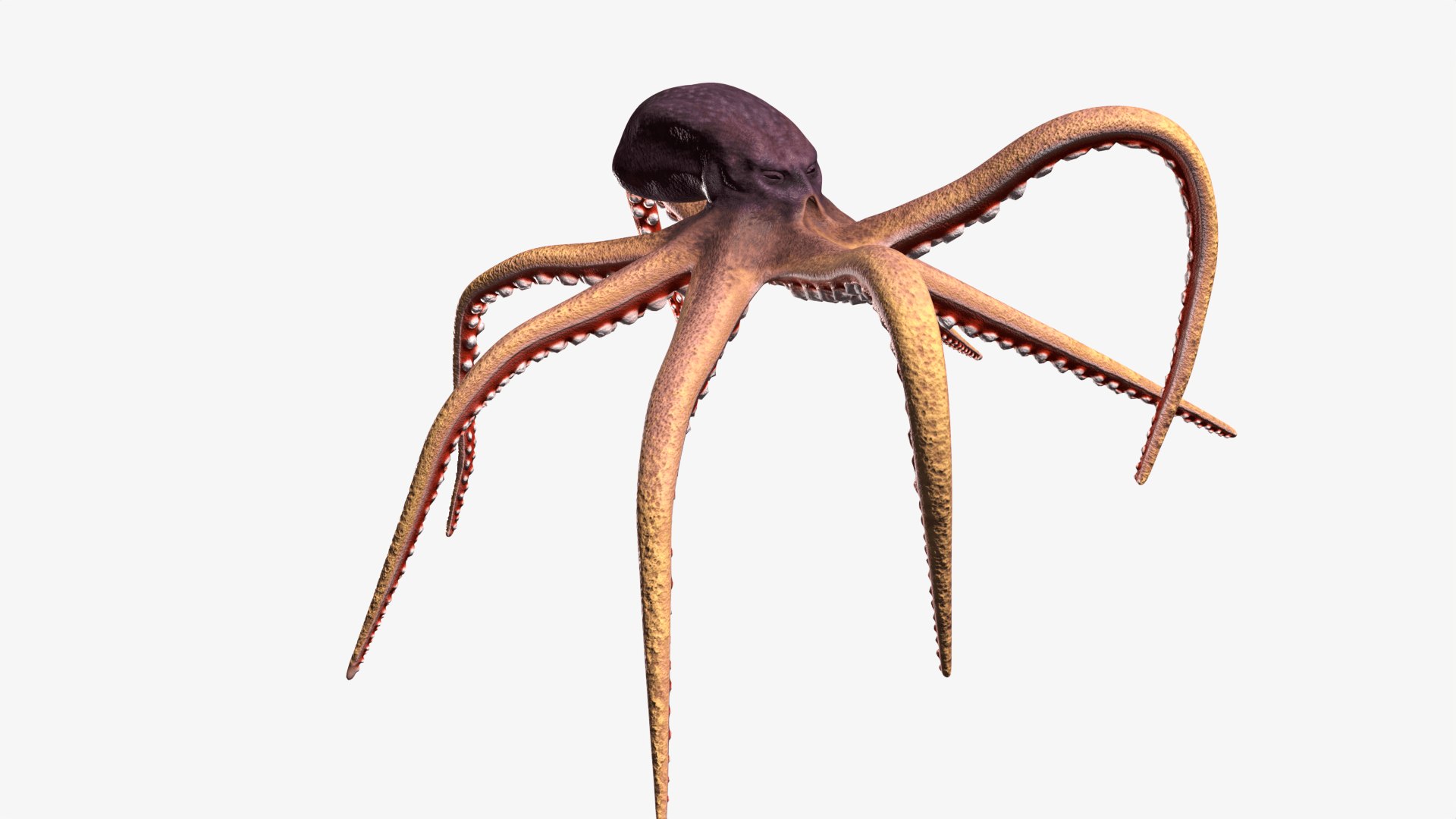 Stylized Octopus 3D - TurboSquid 2267087