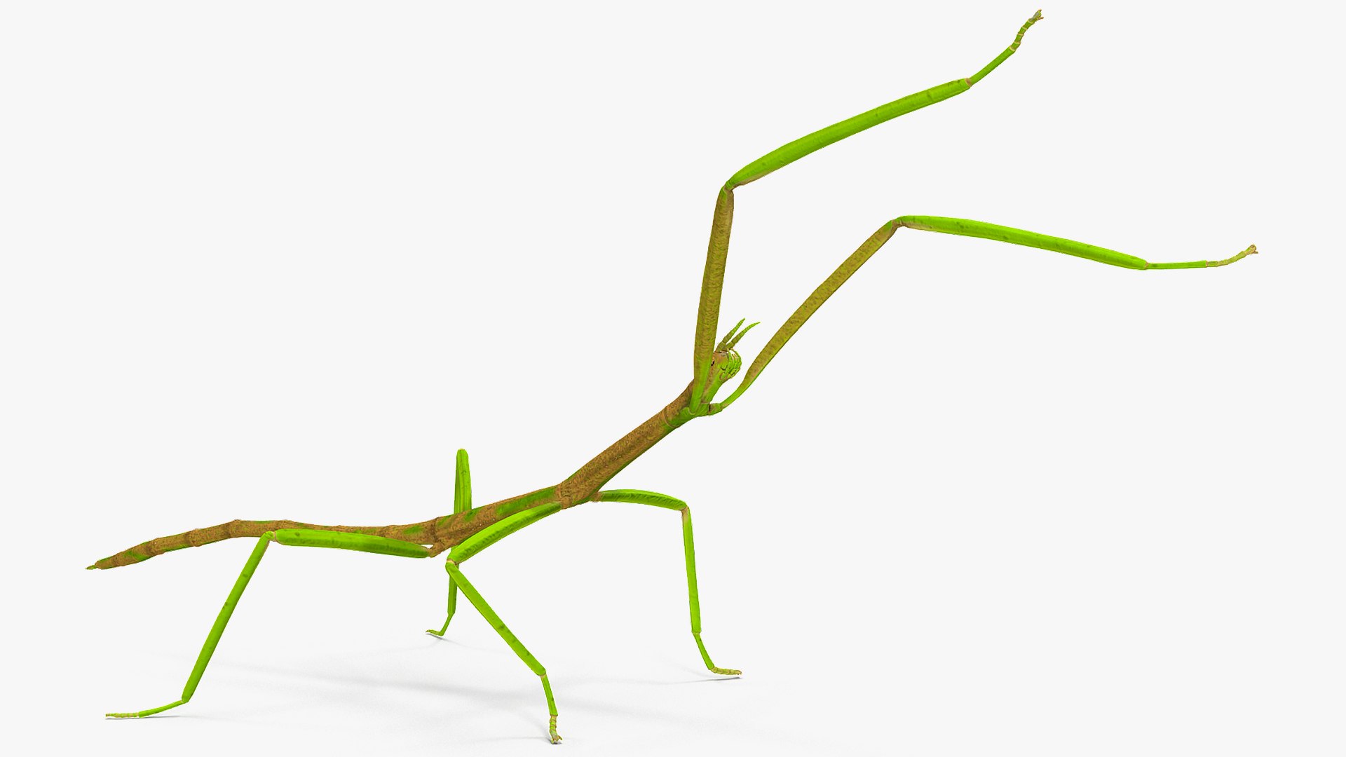 phasmatodea stick insect rigged 3D model https://p.turbosquid.com/ts-thumb/r9/DGQvul/1TAm7d40/phasmatodeastickinsectriggedc4dmodel007/jpg/1579164577/1920x1080/fit_q87/fd8f6e8d901ce0b61996baead94e4f3fa2379107/phasmatodeastickinsectriggedc4dmodel007.jpg
