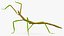 Phasmatodea Stick Insect Rigged for Maya