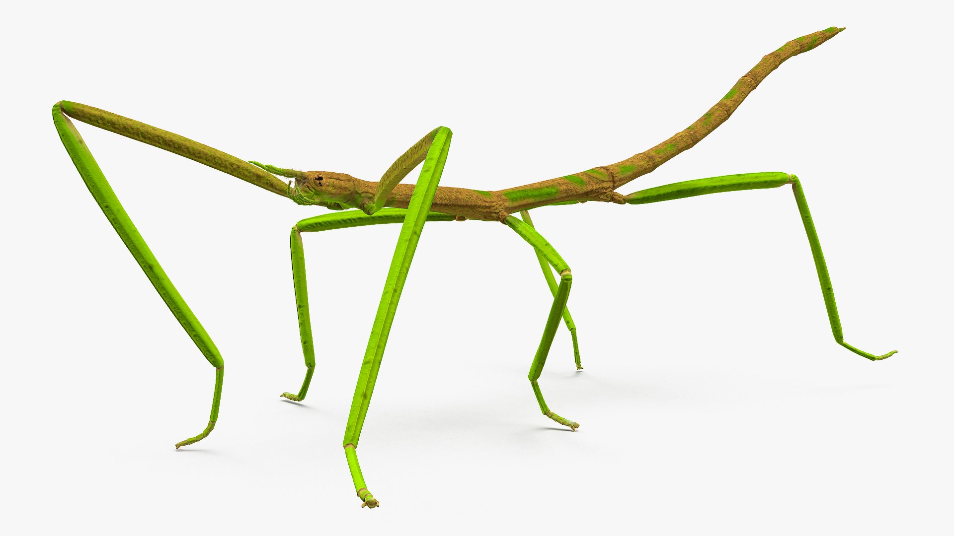 phasmatodea stick insect rigged 3D model https://p.turbosquid.com/ts-thumb/r9/DGQvul/9a1rZUTk/phasmatodeastickinsectriggedc4dmodel004/jpg/1579164557/1920x1080/fit_q87/0ccb9c1d0814b2277aeb131bf5b9268128592c63/phasmatodeastickinsectriggedc4dmodel004.jpg