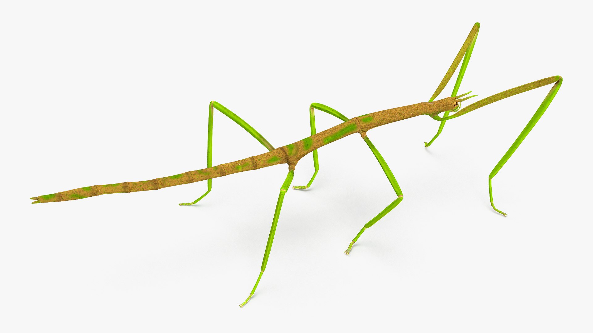 phasmatodea stick insect rigged 3D model https://p.turbosquid.com/ts-thumb/r9/DGQvul/BcovplhT/phasmatodeastickinsectriggedc4dmodel005/jpg/1579164564/1920x1080/fit_q87/d5ffceb61cd68058ab367683ca6dc3e6db9f66ce/phasmatodeastickinsectriggedc4dmodel005.jpg