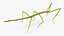 Phasmatodea Stick Insect Rigged for Maya