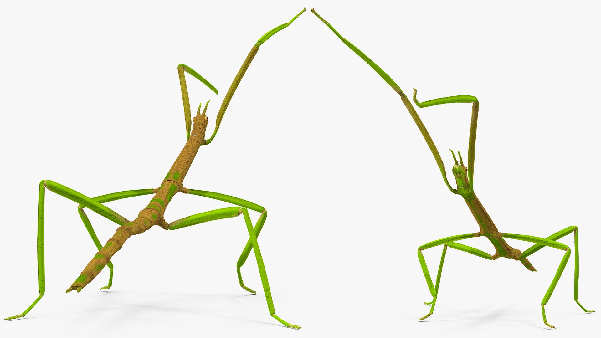 phasmatodea stick insect rigged 3D model https://p.turbosquid.com/ts-thumb/r9/DGQvul/DqIz3CMY/phasmatodeastickinsectriggedc4dmodel015/jpg/1579164642/1920x1080/fit_q87/a2628d37b02f0c3fcb1222b802ac39da7d30e6da/phasmatodeastickinsectriggedc4dmodel015.jpg